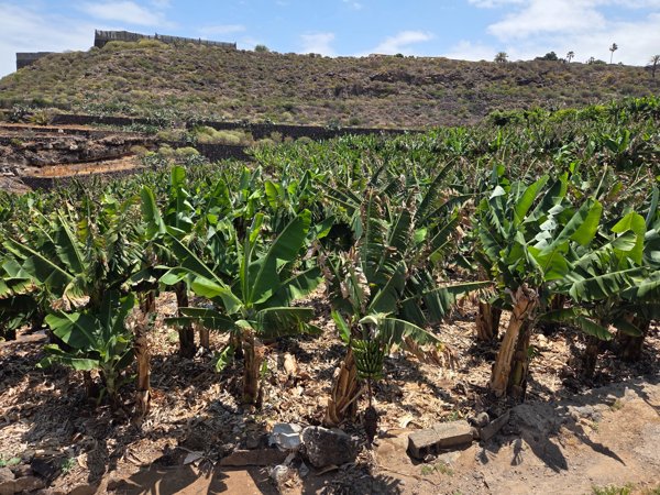 Finca bananera en una ladera seca con matorrales, mostrando hileras de plataneras jóvenes.